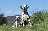 DALMATIEN 044